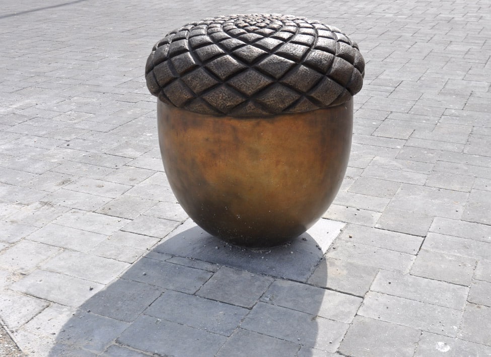 Acorn