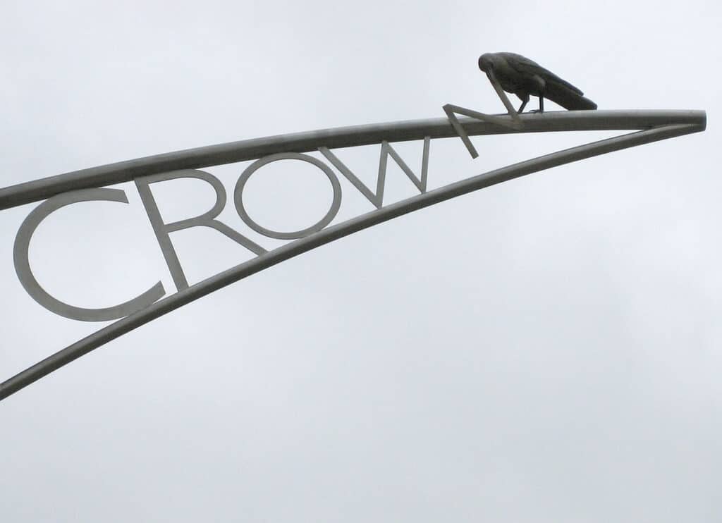 Crows of Bicester